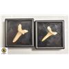 Image 1 : LOT OF 2 MOROCCAN PREHISTORIC SHARK TEETH