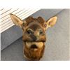 Image 8 : Professionally taxidermized Elk full-head mount without antlers (excellent condition) - dimensions b
