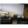 Image 1 : 3 ANIMAL SKULLS