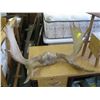 Image 1 : PAIR OF MOOSE ANTLERS