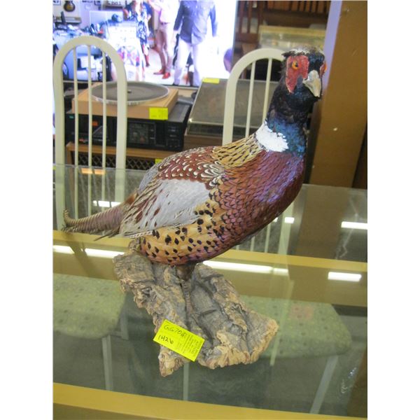 MOUNTED PHEASANT