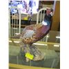 Image 1 : MOUNTED PHEASANT