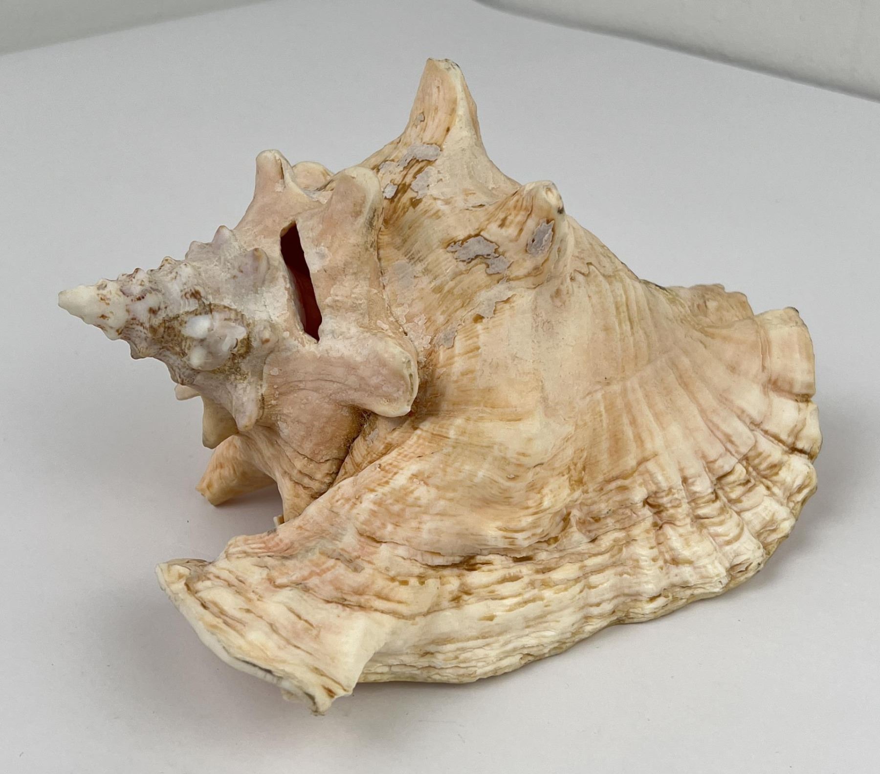Queen Helmet Conch Shell