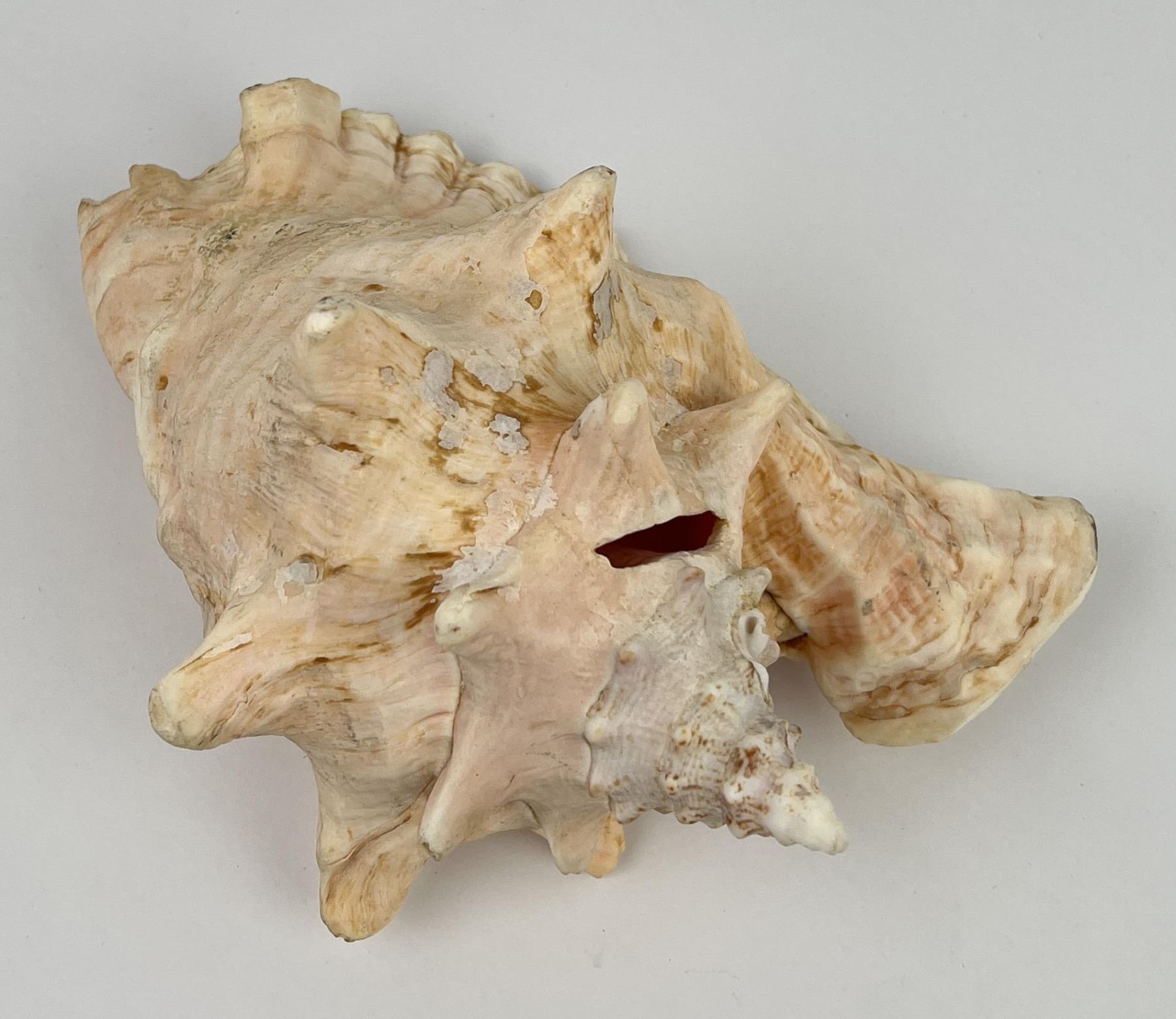 Queen Helmet Conch Shell