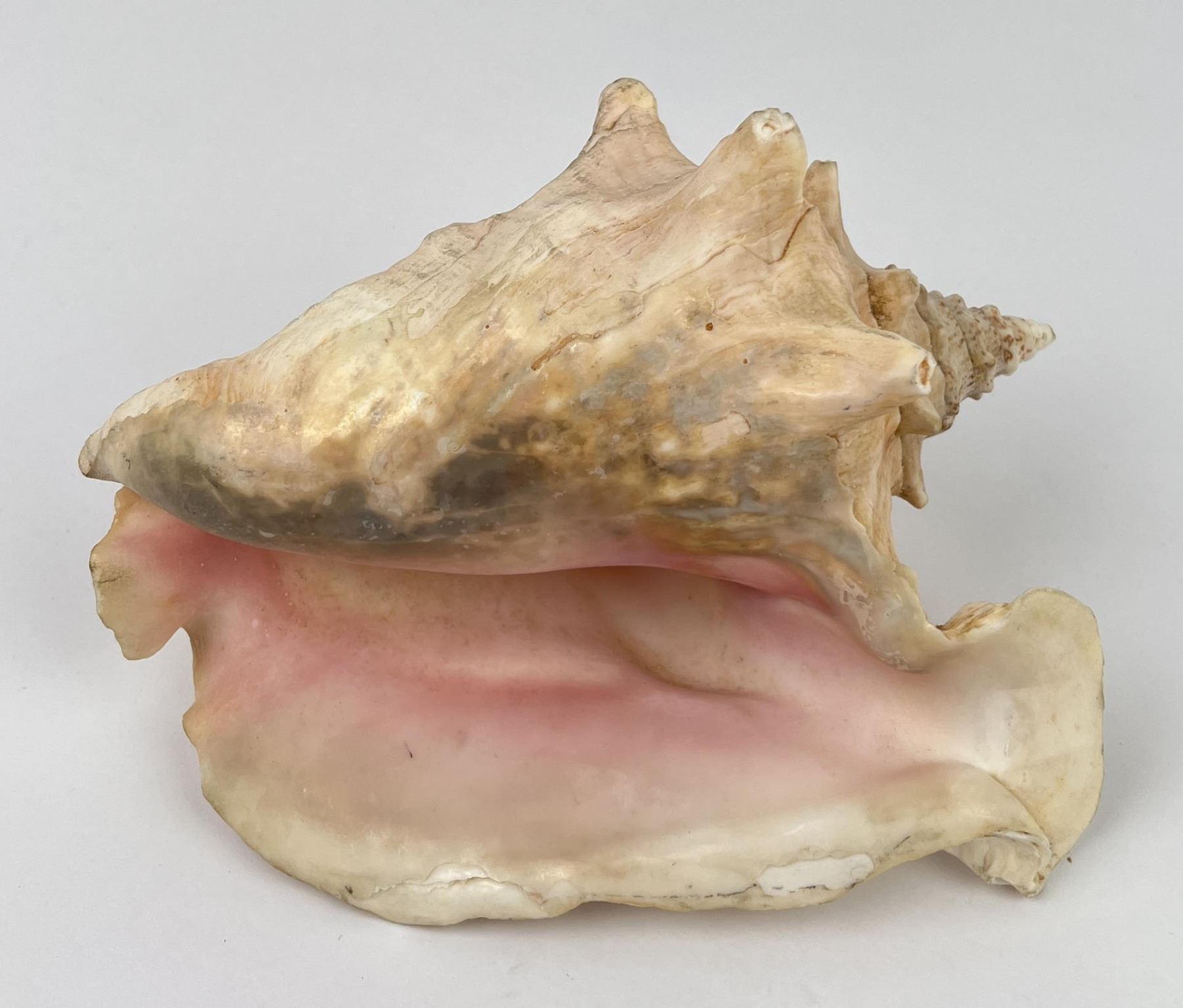 Queen Helmet Conch Shell