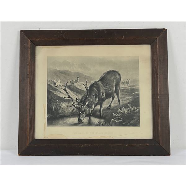 The Hart of the Black Forest Print