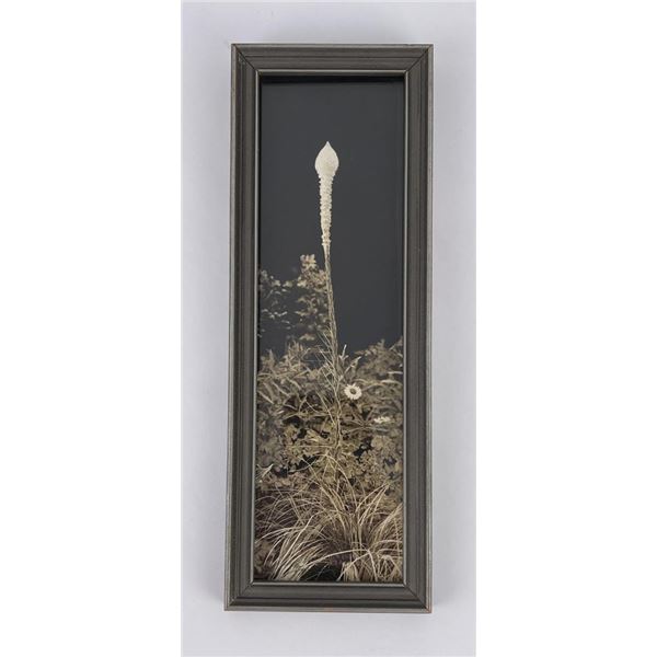 RE Marble Bear Grass Glacier Park Montana Photo