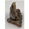 Image 2 : Quackenbush Montana Painted Tree Fungus