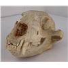 Montana Black Bear Skull Taxidermy