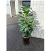 Image 1 : Artificial plant