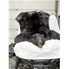 Image 2 : Bear Skin Rug