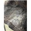 Image 8 : Bear Skin Rug