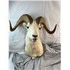 Image 1 : Dall Sheep