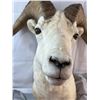 Image 2 : Dall Sheep