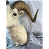 Image 3 : Dall Sheep