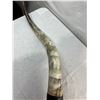 Image 3 : Texas Long Horns