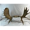 Image 1 : Moose Antlers