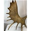 Image 2 : Moose Antlers