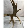 Image 3 : Moose Antlers