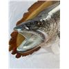 Image 2 : Pike