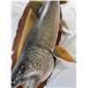 Image 3 : Pike