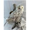 Image 1 : Snowy Owl