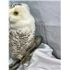 Image 2 : Snowy Owl