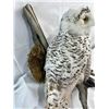 Image 3 : Snowy Owl