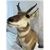 Image 2 : Pronghorn