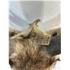 Image 8 : Pronghorn