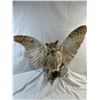 Image 1 : Owl - Great Horned