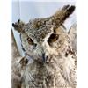 Image 2 : Owl - Great Horned