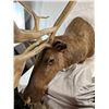 Image 14 : Caribou - Barren Ground Mount - NWT/YUKON