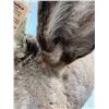 Image 15 : Caribou - Barren Ground Mount - NWT/YUKON