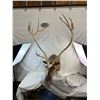 Image 1 : Caribou - Barren Ground Mount - NWT/YUKON