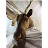 Image 2 : Caribou - Barren Ground Mount - NWT/YUKON