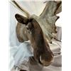 Image 3 : Caribou - Barren Ground Mount - NWT/YUKON