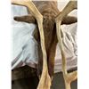 Image 7 : Caribou - Barren Ground Mount - NWT/YUKON