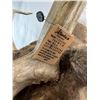Image 9 : Caribou - Barren Ground Mount - NWT/YUKON