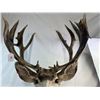 Image 13 : Mule Deer Mount