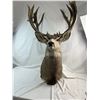Image 1 : Mule Deer Mount