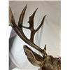 Image 2 : Mule Deer Mount