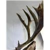 Image 3 : Mule Deer Mount