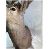 Image 5 : Mule Deer Mount