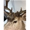 Image 9 : Mule Deer Mount
