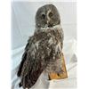 Image 1 : Owl - Great Gray
