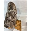 Image 2 : Owl - Great Gray