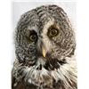 Image 3 : Owl - Great Gray