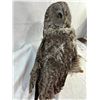 Image 4 : Owl - Great Gray