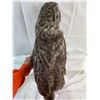 Image 5 : Owl - Great Gray